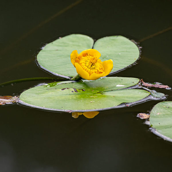 Exkursion zum „Kago-Weiher“