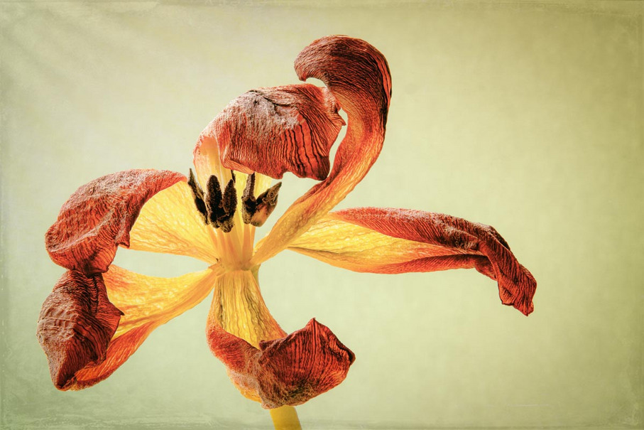 Image gallery image